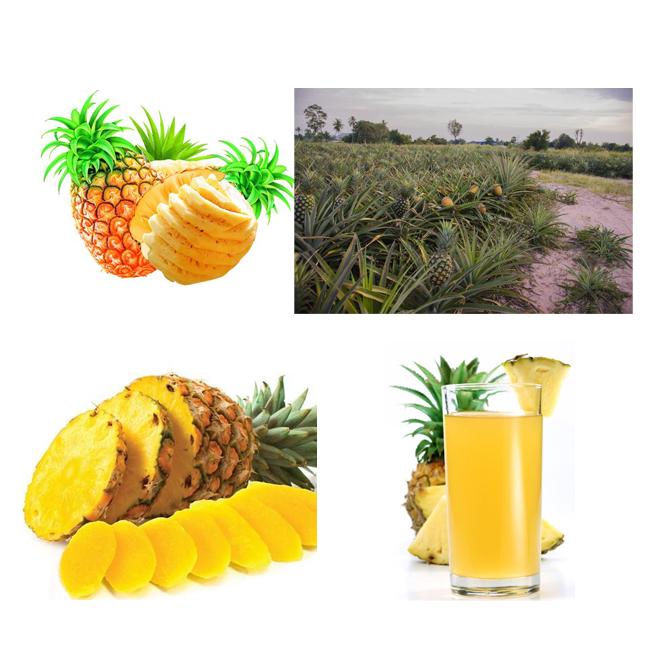 Concentrated Pineapple Juice Processing Line CFM-B-02-05T CE Certification