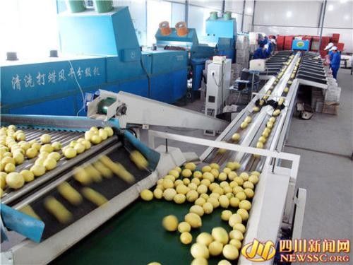 Easy Operation Lemon Juice Processing Line Machinery In Silver Color CFM-FD-200